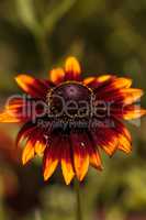 Echibeckia daisy flower is a cross between Echinacea and Rudbeck