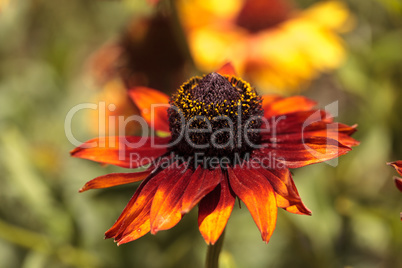 Echibeckia daisy flower is a cross between Echinacea and Rudbeck