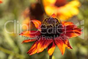 Echibeckia daisy flower is a cross between Echinacea and Rudbeck