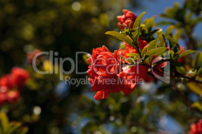 Pomegranate tree, Punica granatum, flowers and bears fruit