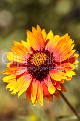 Echibeckia daisy flower is a cross between Echinacea and Rudbeck