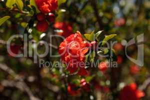 Pomegranate tree, Punica granatum, flowers and bears fruit