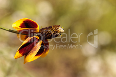 Rudbeckia yellow and red flower, Rudbeckia maxima, with a cone s