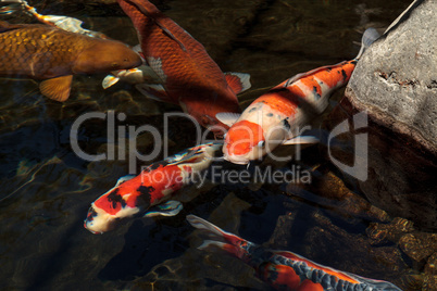 Koi fish, Cyprinus carpio haematopterus