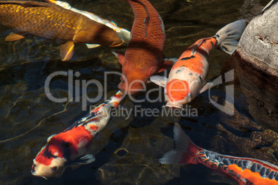 Koi fish, Cyprinus carpio haematopterus