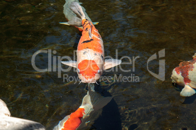 Koi fish, Cyprinus carpio haematopterus