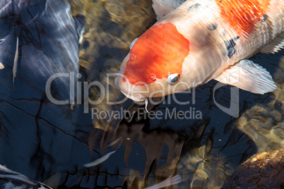 Koi fish, Cyprinus carpio haematopterus