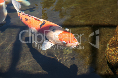 Koi fish, Cyprinus carpio haematopterus