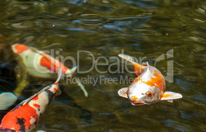 Koi fish, Cyprinus carpio haematopterus