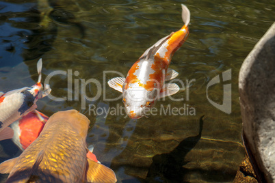 Koi fish, Cyprinus carpio haematopterus