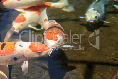 Koi fish, Cyprinus carpio haematopterus