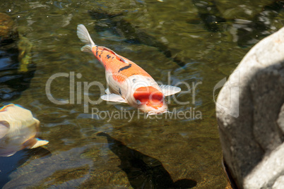 Koi fish, Cyprinus carpio haematopterus