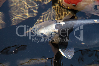 Koi fish, Cyprinus carpio haematopterus