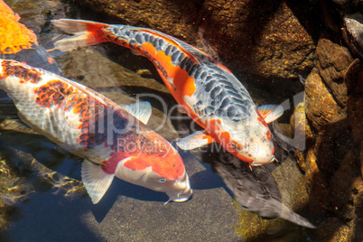 Koi fish, Cyprinus carpio haematopterus