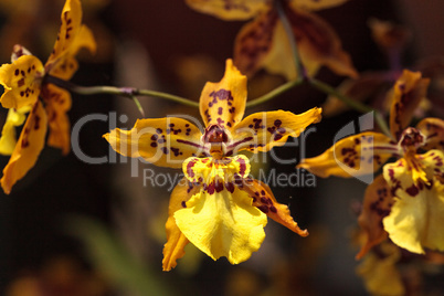 Yellow oncidium orchid flower blooms in a botanical garden