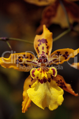 Yellow oncidium orchid flower blooms in a botanical garden