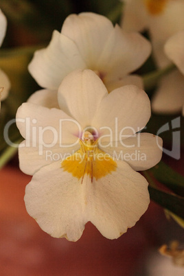 Delicate pansy orchid called Miltonia flower blooms