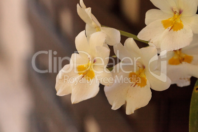 Delicate pansy orchid called Miltonia flower blooms