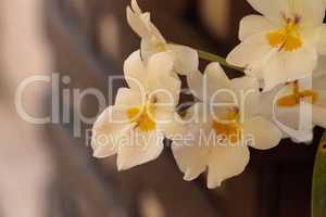 Delicate pansy orchid called Miltonia flower blooms