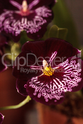 Delicate pansy orchid called Miltonia flower blooms