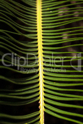 Bright green textured palm background
