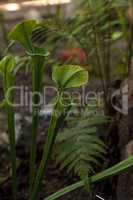 American pitcher plant, Sarracenia, is a carnivorous plant