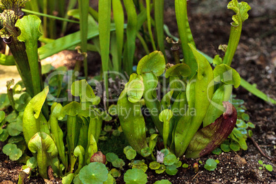 American pitcher plant, Sarracenia, is a carnivorous plant