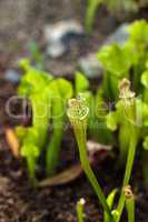 American pitcher plant, Sarracenia, is a carnivorous plant