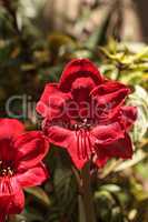 Red Hippeastrum hybrid Amaryllis flower