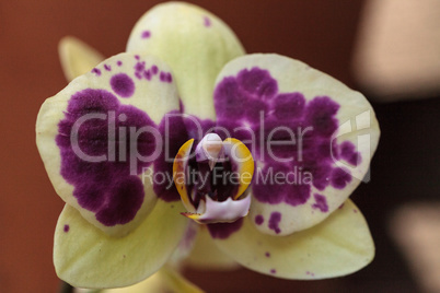 Pink spotted Phalaenopsis orchid flower