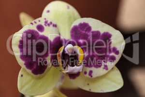 Pink spotted Phalaenopsis orchid flower