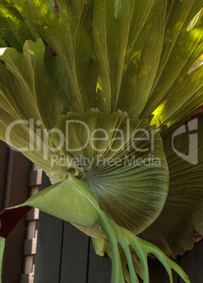 Staghorn fern called Platycerium superbum