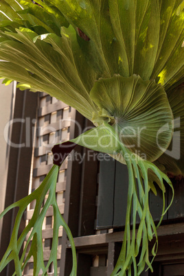 Staghorn fern called Platycerium superbum