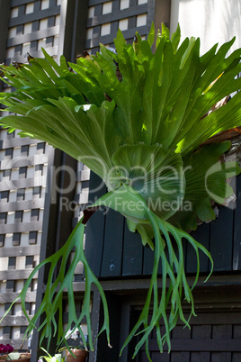 Staghorn fern called Platycerium superbum