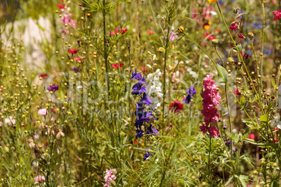 Wild flowers including daphnia, poppies and sweet pea