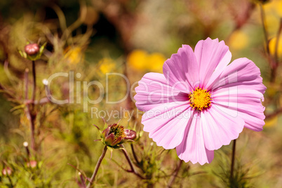 Pink Cosmos daisy grows as a wild flower