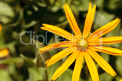 Yellow daisy with long petals blooms in a botanical garden