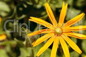 Yellow daisy with long petals blooms in a botanical garden