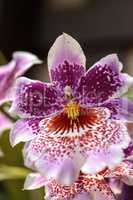 Pink and purple, spotted Zygopetalum orchid flower