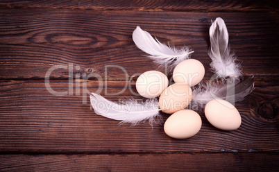 Five raw chicken eggs with feathers
