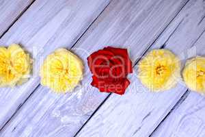 Head of roses on a white wooden background