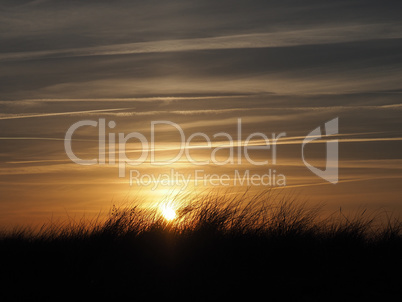 Golden sundown with dune grass