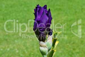 Teilweise offene violette Irisblüte