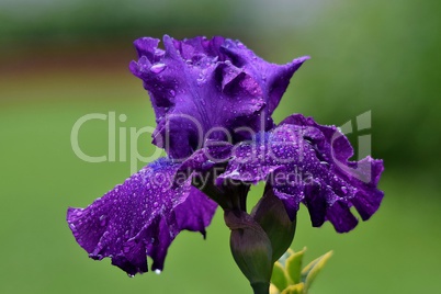 Violette Iris mit Wasserperlen geschmückt