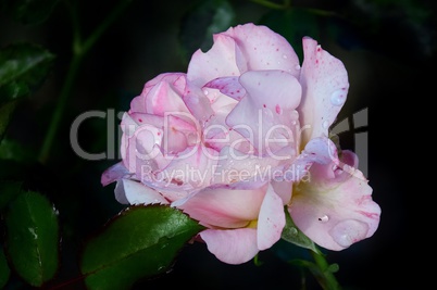 Gesprengelte nasse zartrosa Rosenblüte