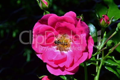 Eine Hainschwebfliege auf einer rosa Rosenblüte