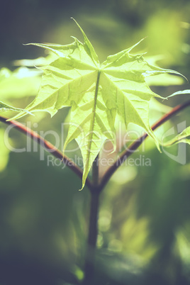 Silber-Ahorn - Acer saccharinum - Blatt