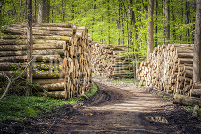 Holzpolter im Wald