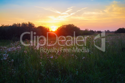 Sunset over meadow