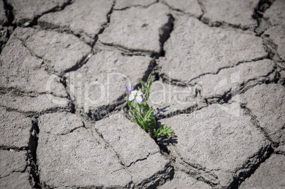 flower grows in a crack